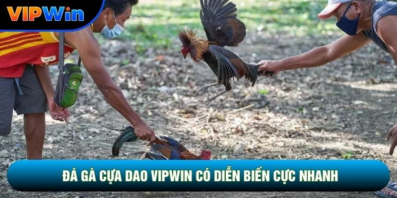 Đá gà cựa dao vipwin có diễn biến cực nhanh