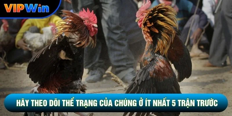 Hãy theo dõi thể trạng của chúng ở ít nhất 5 trận trước