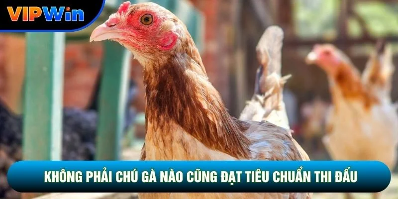 Không phải chú gà nào cũng đạt tiêu chuẩn thi đấu