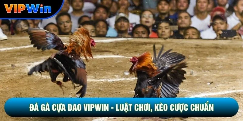 Đá Gà Cựa Dao Vipwin - Luật Chơi, Kèo Cược Chuẩn Chi Tiết