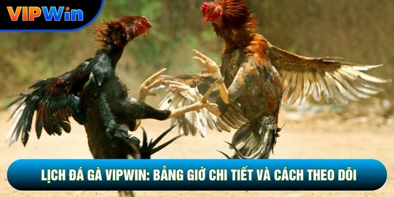 Lịch Đá Gà Vipwin: Bảng Giờ Chi Tiết Và Cách Theo Dõi Chuẩn