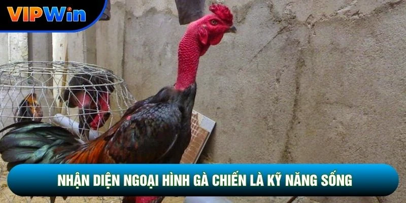 Nhận diện ngoại hình gà chiến là kỹ năng sống