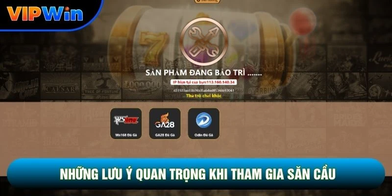 Những lưu ý quan trọng khi tham gia săn cầu